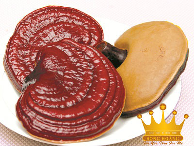 Thành Phần, Tác Dụng Của Nấm Linh Chi Đỏ Việt Nam